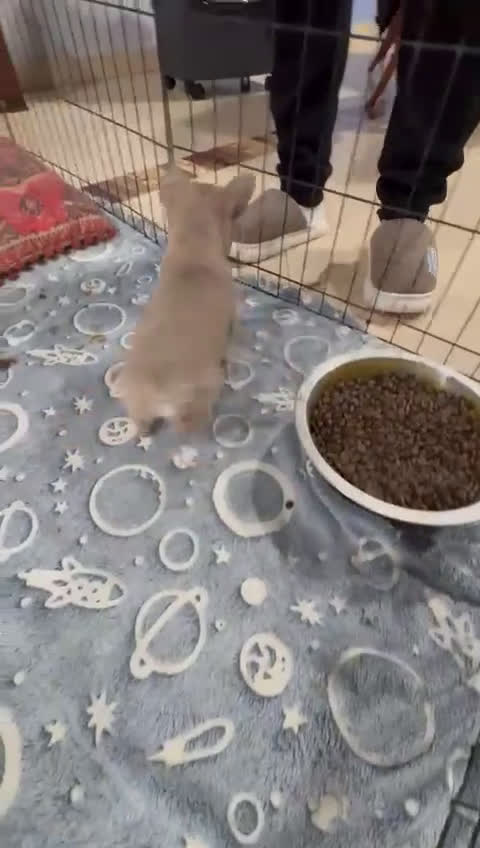 Chihuahua perros en venta: chihuahua toy marron blue ojos azules  - Video 1