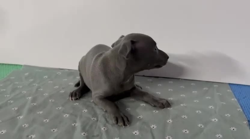 Galgo Afgano perros en venta: Galgo lebrel italiano - Video 1