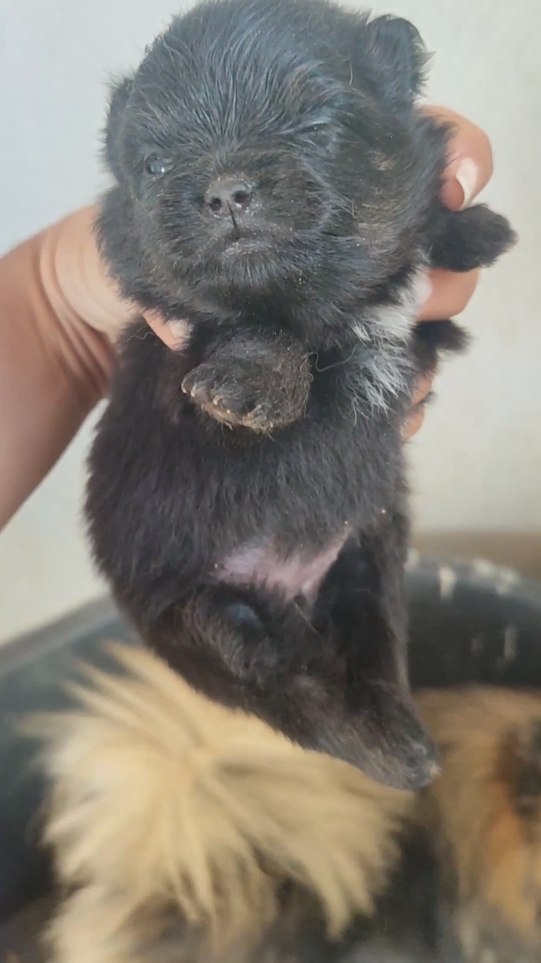 Pomerania perros en venta: Lulú de Pomerania cachorro - Video 2