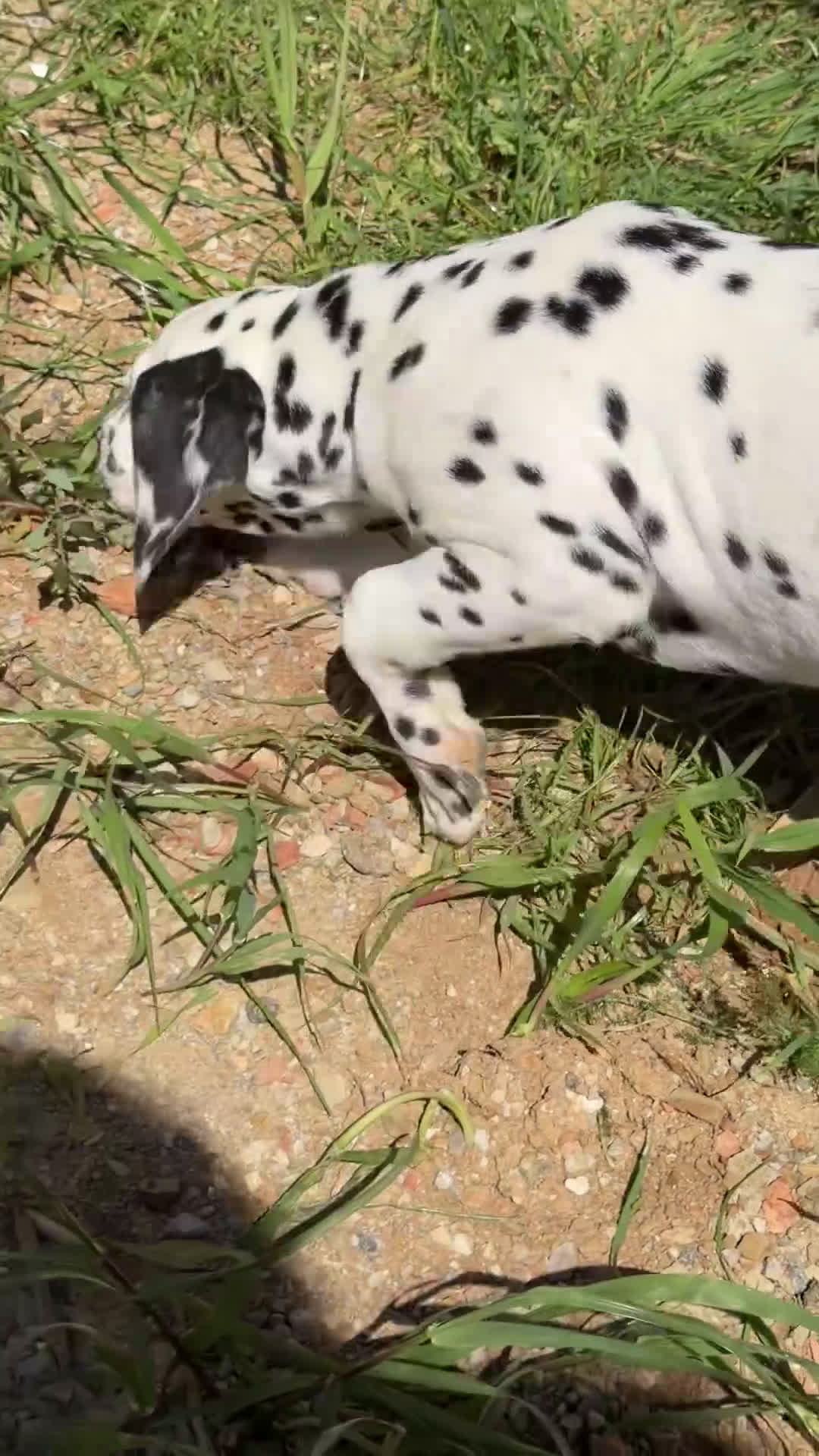 Dálmata perros en venta: Dálmata macho  - Video 2