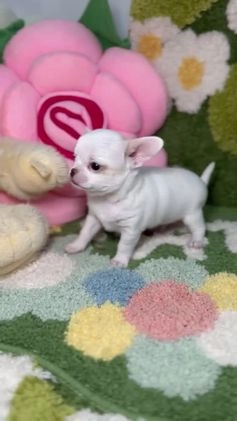 Chihuahua perros en venta: Chihuahua Toy Blanco Puro en Madrid - Imagen 2