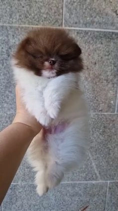 Pomerania perros en venta: Pomerania  en Pontevedra - Imagen 1