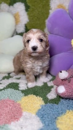 Maltipoo perros en venta: Maltipoo Mini Toy en Madrid - Video 4