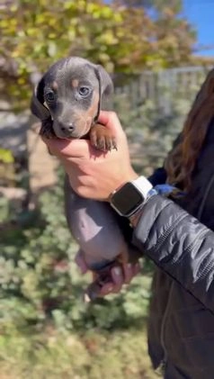 Teckel Miniatura perros en venta: Teckel mini Blue  en Barcelona - Video 1