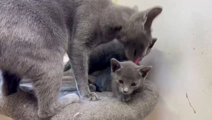 Azul Ruso gatos en venta: Azul ruso hembra en Barcelona - Video 1