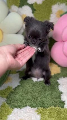 Chihuahua perros en venta: Chihuahua Toy de Pelo Largo Blue Exótico en Madrid - Video 4