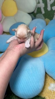 Maltipoo perros en venta: Maltipoo Mini Toy en Madrid - Video 3
