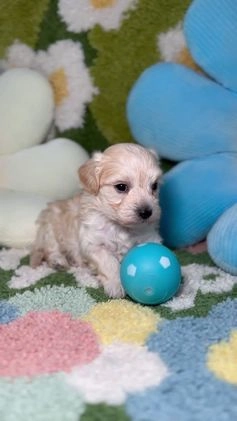 Maltipoo perros en venta: Maltipoo Mini Toy en Madrid - Video 1