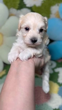 Maltipoo perros en venta: Maltipoo Mini Toy en Madrid - Video 4