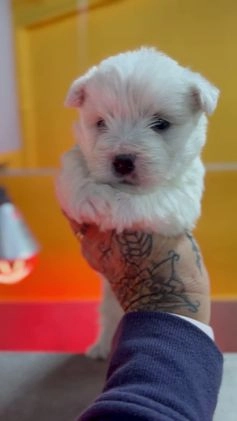 West Highland White Terrier perros en venta: Westhy  en Barcelona - Video 1