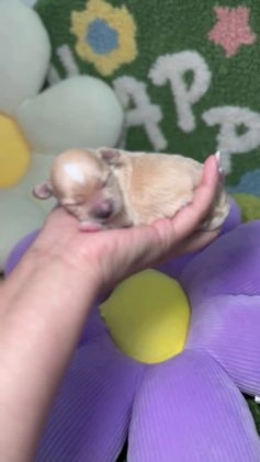 Maltipoo perros en venta: Maltipoo Mini Toy en Madrid - Video 2