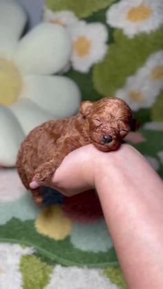 Caniche Toy perros en venta: Caniche Teacup Macho en Madrid - Video 2