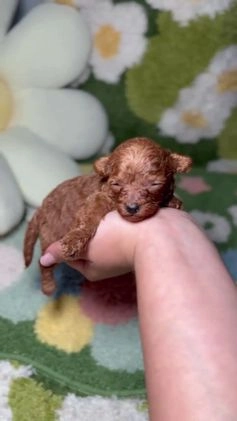 Caniche Toy perros en venta: Caniche Teacup Macho en Madrid - Video 3