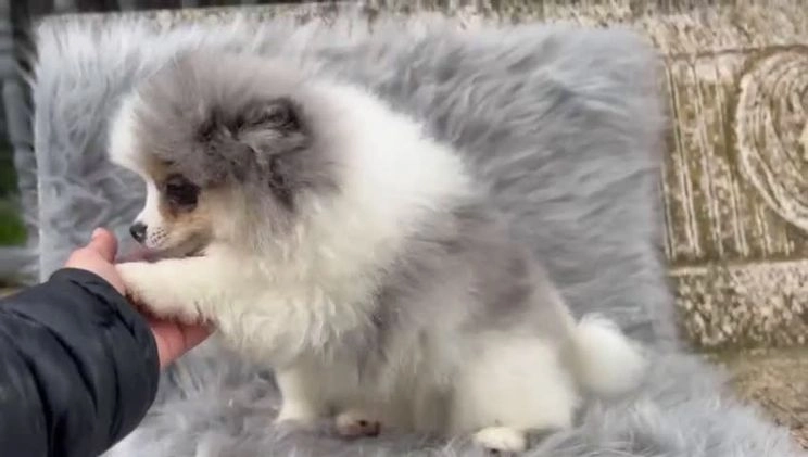 Pomerania perros en venta: Pomerania línea rusa  en Barcelona - Imagen 1