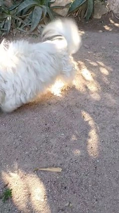 Bichón Maltés perros en venta: Bichon maltes de línea coreana en Murcia - Imagen 1