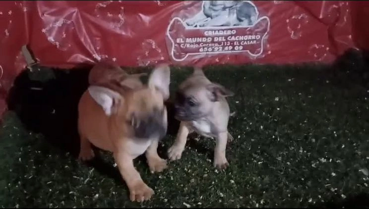 Bulldog Francés perros en venta: CAMADA DE BULLDOG FRANCES en Madrid - Video 1