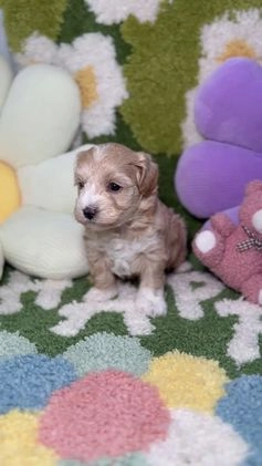 Maltipoo perros en venta: Maltipoo Mini Toy en Madrid - Video 2