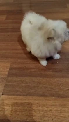 Bichón Maltés perros en venta: último cachorros de Bichón Maltés  en Segovia - Video 3