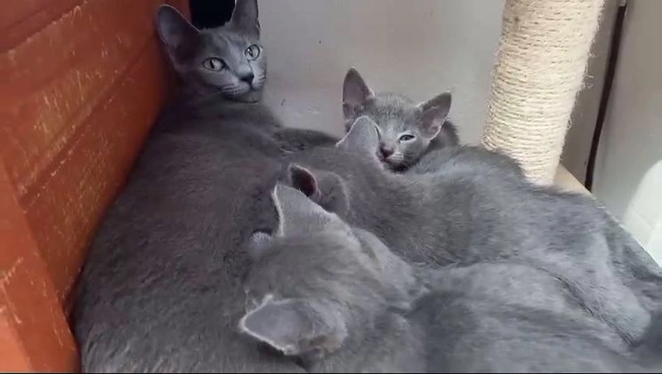 Azul Ruso gatos en venta: Azul ruso hembra en Barcelona - Video 2