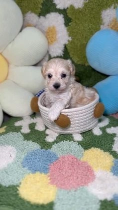 Maltipoo perros en venta: Maltipoo Mini Toy en Madrid - Video 3