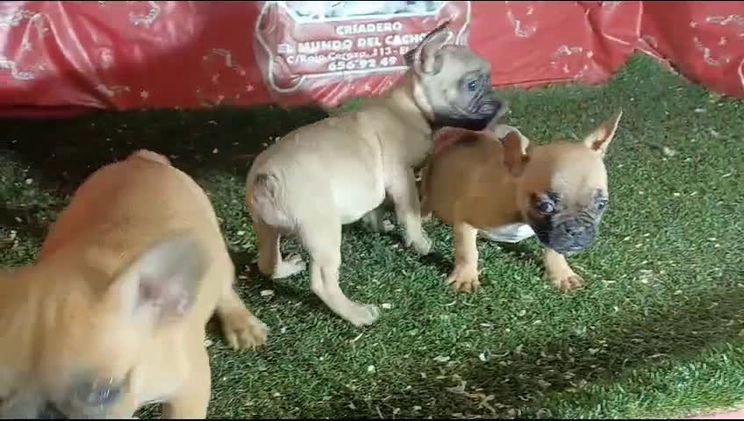 Bulldog Francés perros en venta: CACHORROS DE BULLDOG FRANCES en Madrid - Imagen 2