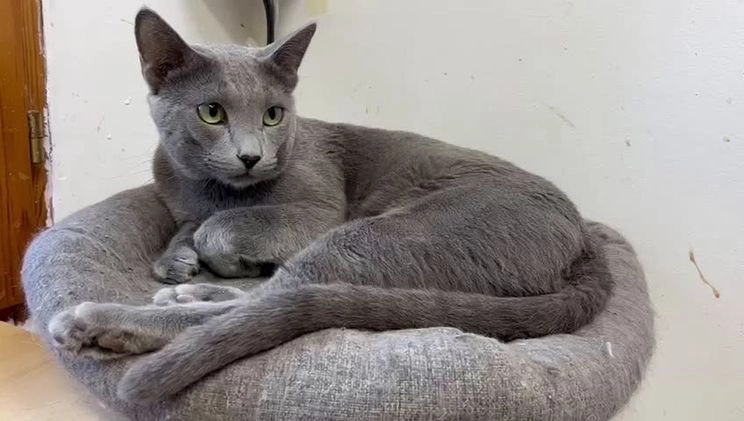 Azul Ruso gatos en venta: Azul ruso  en Barcelona - Video 1