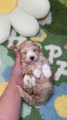 Maltipoo perros en venta: Maltipoo Mini Toy en Madrid - Video 1