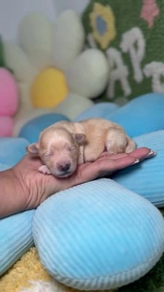 Maltipoo perros en venta: Maltipoo Mini Toy en Madrid - Video 1