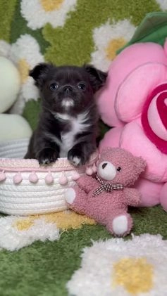 Chihuahua perros en venta: Chihuahua Toy de Pelo Largo Blue Exótico en Madrid - Video 1
