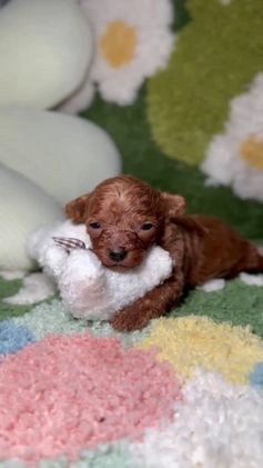 Caniche Toy perros en venta: Caniche Teacup Macho en Madrid - Video 1