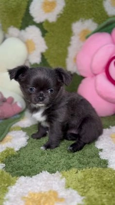 Chihuahua perros en venta: Chihuahua Toy de Pelo Largo Blue Exótico en Madrid - Video 3