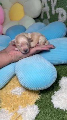 Maltipoo perros en venta: Maltipoo Mini Toy en Madrid - Video 2