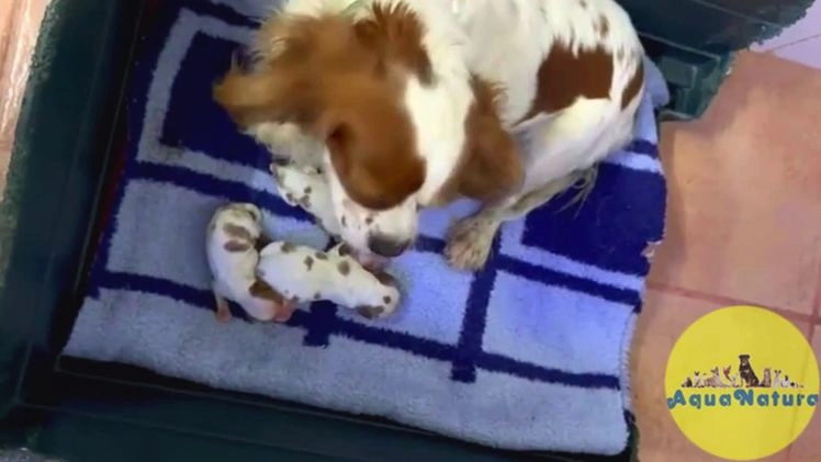 Cavalier King Charles Spaniel perros en venta: Camada Cavalier King de Moly y Nanu - AQUANATURA en Barcelona - Video 1