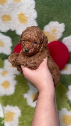 Caniche Toy perros en venta: Caniche Toy Rojo en Madrid - Video 1