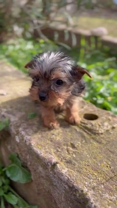 Yorkshire Terrier perros en venta: Yorkshire microtoy  en Barcelona - Video 2