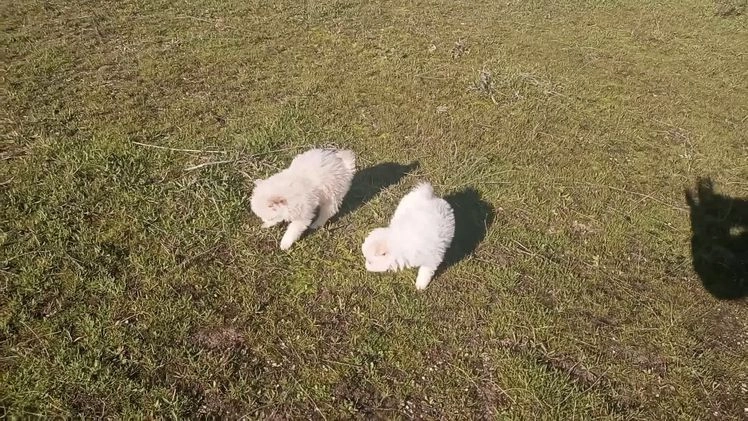 Pomerania perros en venta: Espectaculares cachorros de POMERANIA. en Madrid - Video 1