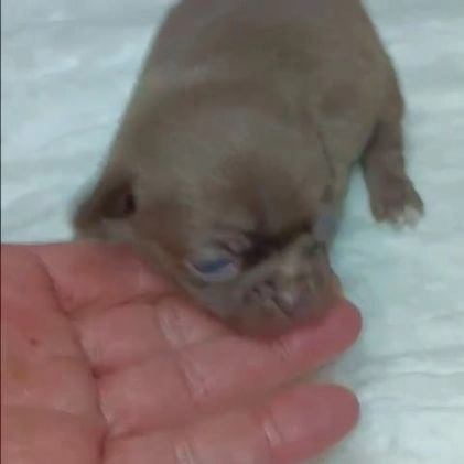 Chihuahua perros en venta: Preciosas camadas de Chihuahua    en Granada - Imagen 1