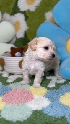 Maltipoo perros en venta: Maltipoo Mini Toy en Madrid - Video 2