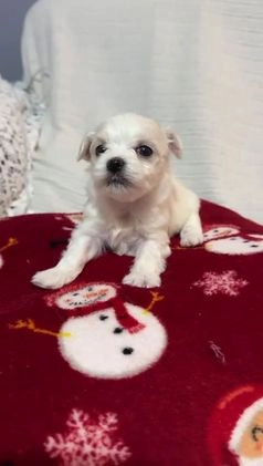 Bichón Maltés perros en venta: Bichon maltés toy  en Barcelona - Imagen 1