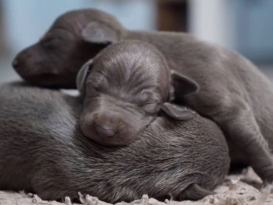 Pequeño Lebrel Italiano perros en venta: 🐾 Pixel y Orión, pequeños lebreles italianos  🐾 en Madrid - Imagen 1