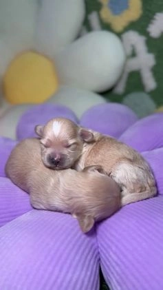 Maltipoo perros en venta: Maltipoo Mini Toy en Madrid - Video 1