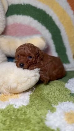 Caniche Toy perros en venta: Caniche Toy Rojo en Madrid - Video 2