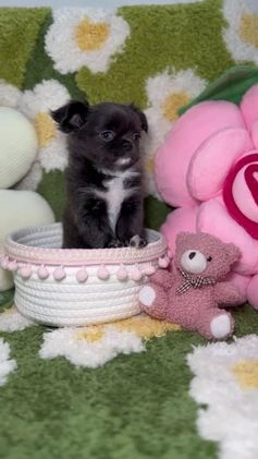 Chihuahua perros en venta: Chihuahua Toy de Pelo Largo Blue Exótico en Madrid - Video 2
