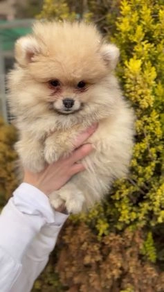 Pomerania perros en venta: Pomerania hembra toy  en Barcelona - Video 1