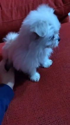 Bichón Maltés perros en venta: último cachorros de Bichón Maltés  en Segovia - Video 2