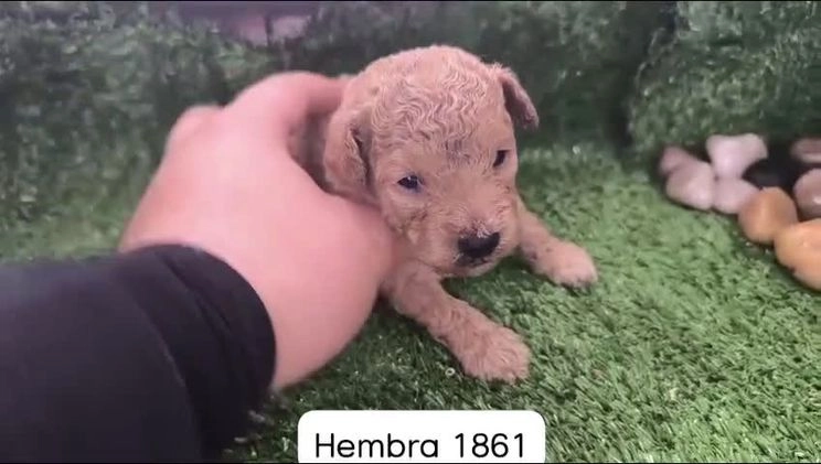 Caniche Toy perros en venta: Cachorros Caniche Toy   en Granada - Imagen 1