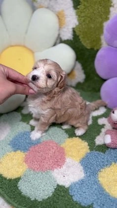 Maltipoo perros en venta: Maltipoo Mini Toy en Madrid - Video 5