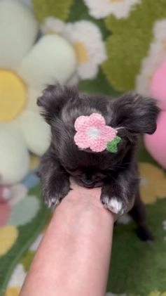 Chihuahua perros en venta: Chihuahua Toy de Pelo Largo Blue Exótico en Madrid - Video 5