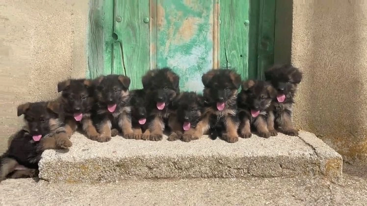 Pastor Alemán perros en venta: Cachorros de pastor alemán  en Salamanca - Video 2