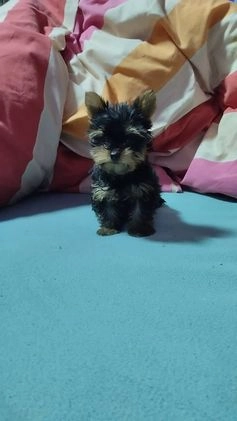 Yorkshire Terrier perros en venta: Yorkshire wasaq 603574813 en Málaga - Imagen 1